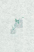 glazed wall tile